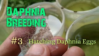 Daphnia Culture made simple and easy 3  Hatching Daphnia eggs [upl. by Obediah]