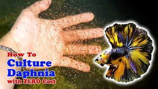 How to Culture Daphnia with ZERO Cost  Unlimited Live Food For Our Fish [upl. by Nitsirt743]