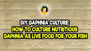 DIY Daphnia Culture How to Culture Nutritious Daphnia as Live Food for Your Fish [upl. by Les]