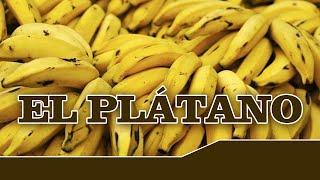 EL PLÁTANO y sus propiedades nutricionales [upl. by Landa]