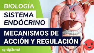 ¿Cuáles son las enfermedades más comunes que atiende el endocrinólogo [upl. by Savvas]