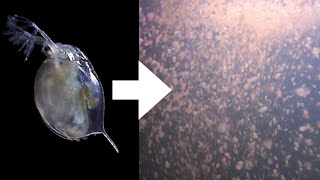 How I Culture Daphnia [upl. by Bremble]