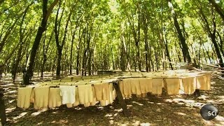 Natural Rubber  How Its Made [upl. by Omsoc]