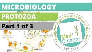 Protozoa  Microbiology  USMLE STEP 1  Part 1 of 3 [upl. by Fachini]