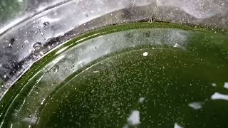 DAPHNIA MOINA CULTURE IN A SMALL BUCKET [upl. by Amrak]