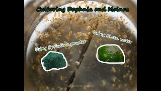 How To Culture Daphnia and Moinas using Green Water Spirulina powder [upl. by Aehcim]