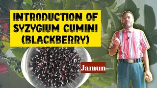 Introduction of Syzygium Cumini Jambolan  By Dr MR Ahmad [upl. by Rapsag]