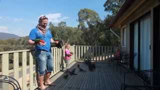 Hand Feeding Wild Australian Parrots [upl. by Okiron]