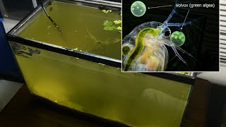 Raising Daphnia for the Freshwater Aquarium [upl. by Mannes]