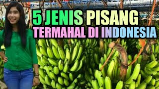 Jenis jenis Pisang di indonesia  termahal [upl. by Notnert548]