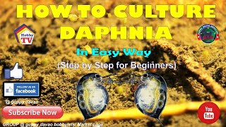 HOW TO CULTURE DAPHNIA In Easy Way [upl. by Furtek]