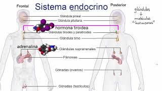 ¿Que enfermedades atiende un neurólogo [upl. by Laure]