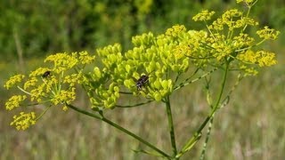 Wild Parsnip and Wild Carrot VS Poison Hemlock [upl. by Lewls]